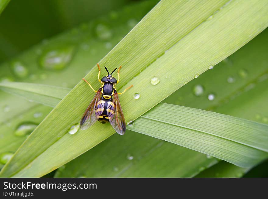 The striped fly sits on a green leaf(sheet) with dew.The name of the fly-( Chrysotoxum cautum). The striped fly sits on a green leaf(sheet) with dew.The name of the fly-( Chrysotoxum cautum)