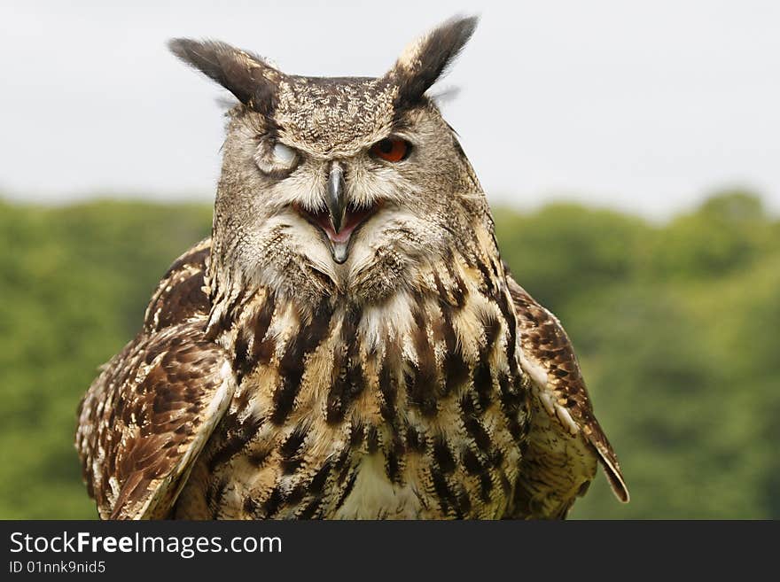 Closeup of an winking eagle owl