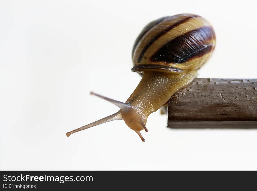 A snail sitting on a piece of wood