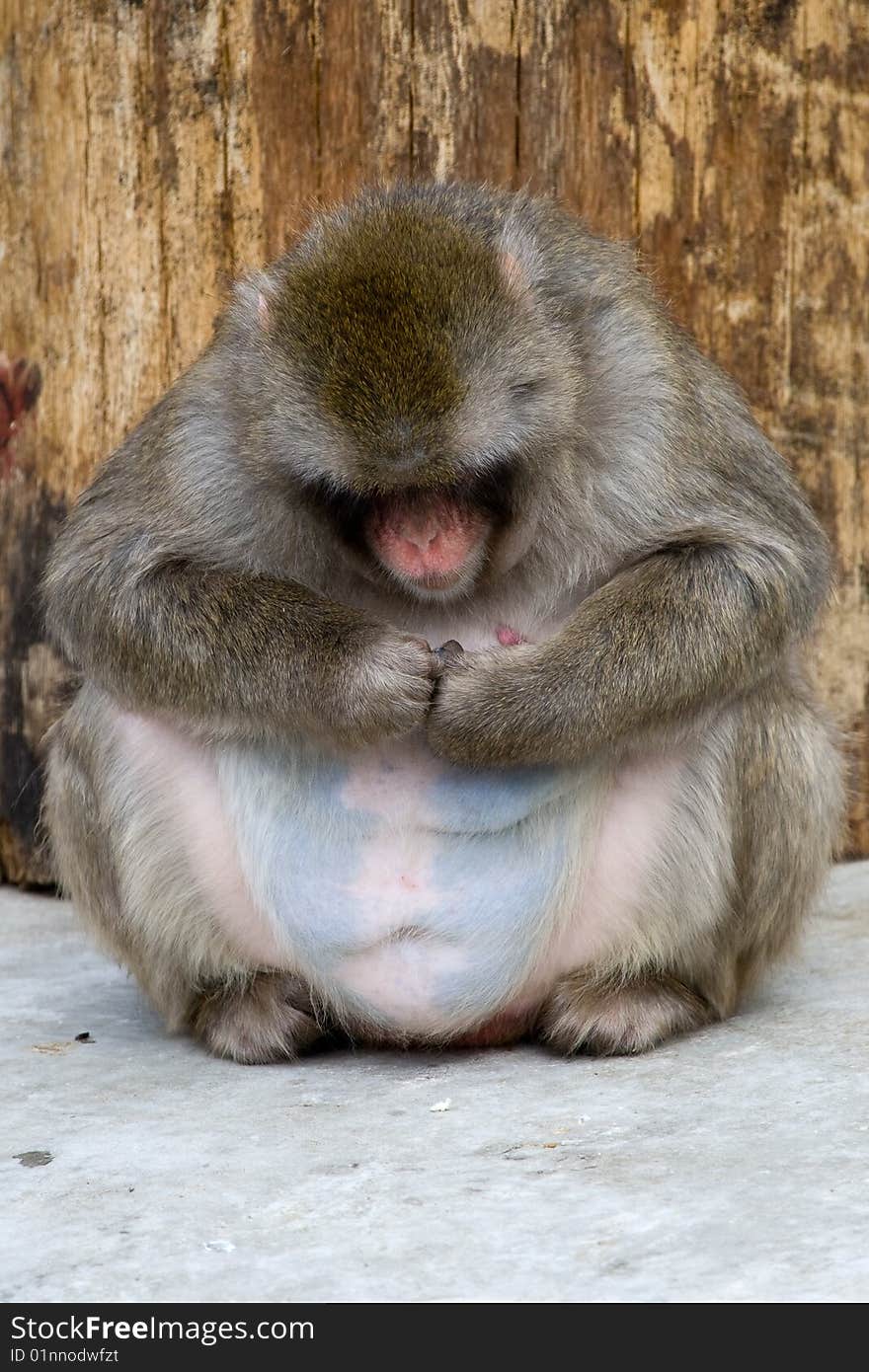 Macaca fuscata grey japanese monkey female