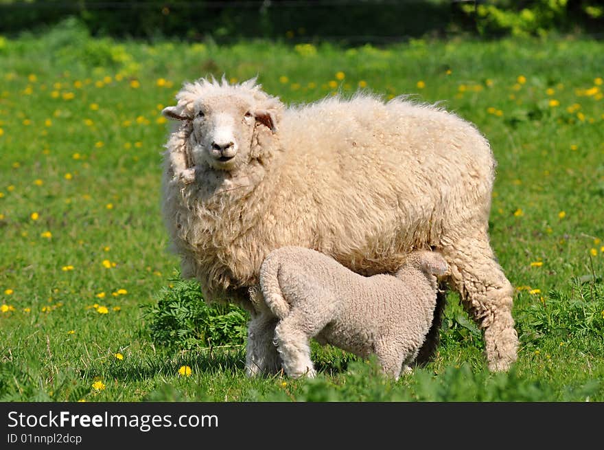 Young lambs are at breast-feeding every 15 minutes. Young lambs are at breast-feeding every 15 minutes