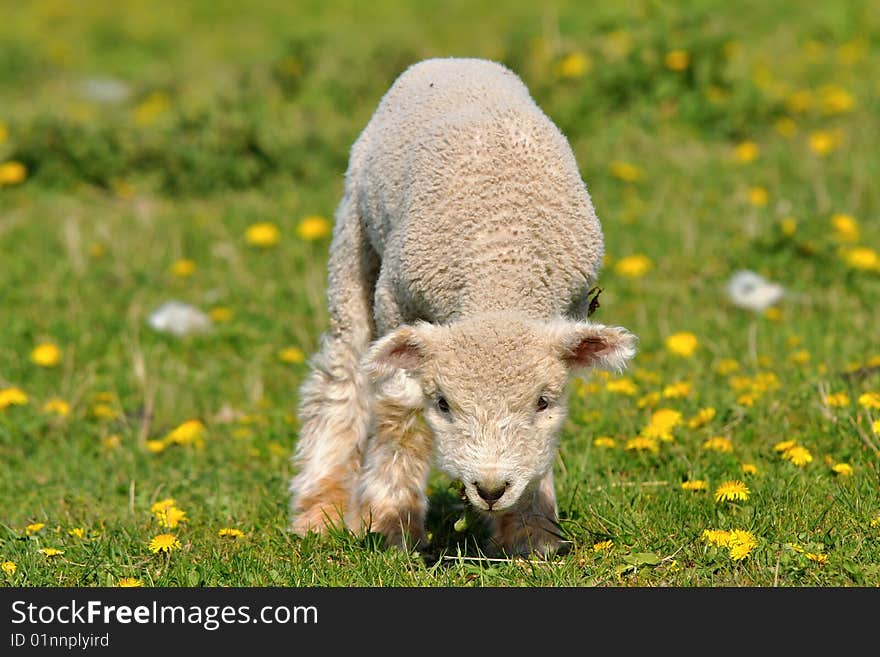 Young lamb and dandelions are spring and summer. Young lamb and dandelions are spring and summer.