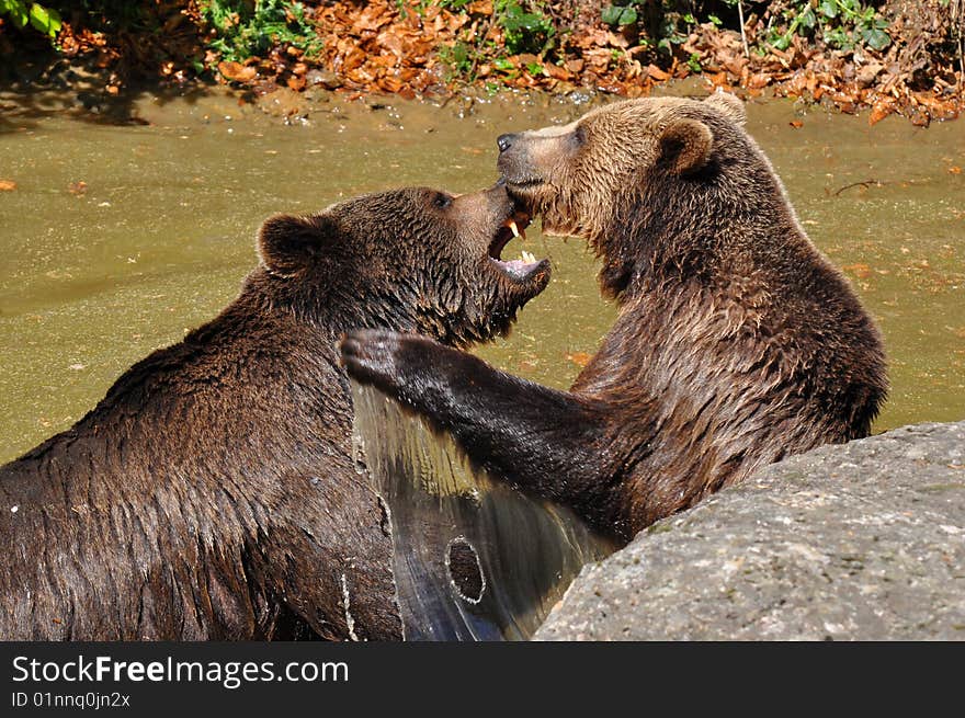 Brown bears in watering place in duel