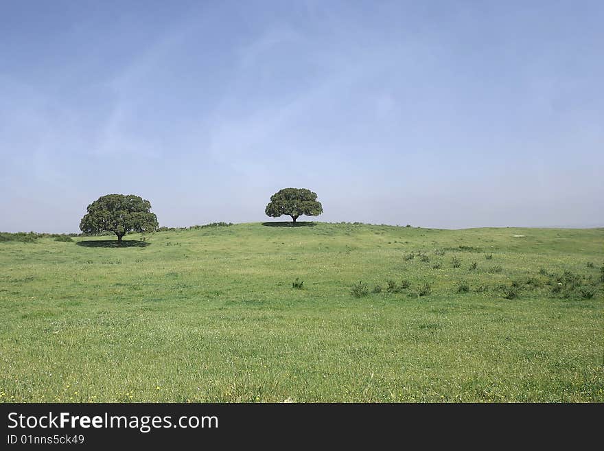 Field landscape with two trees