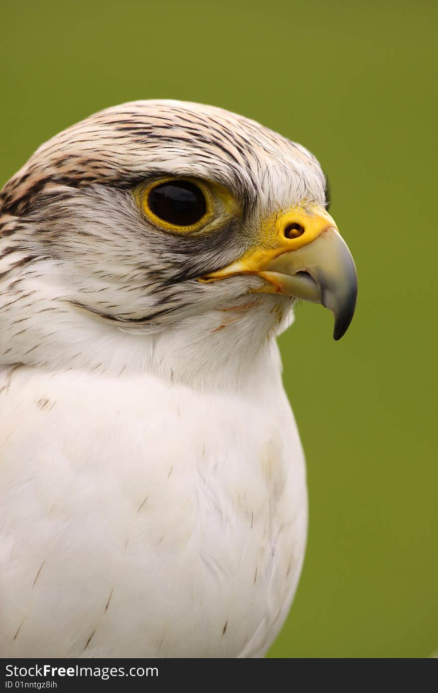 Animals: Portrait of Peregrine Falcon (Falco peregrinus)