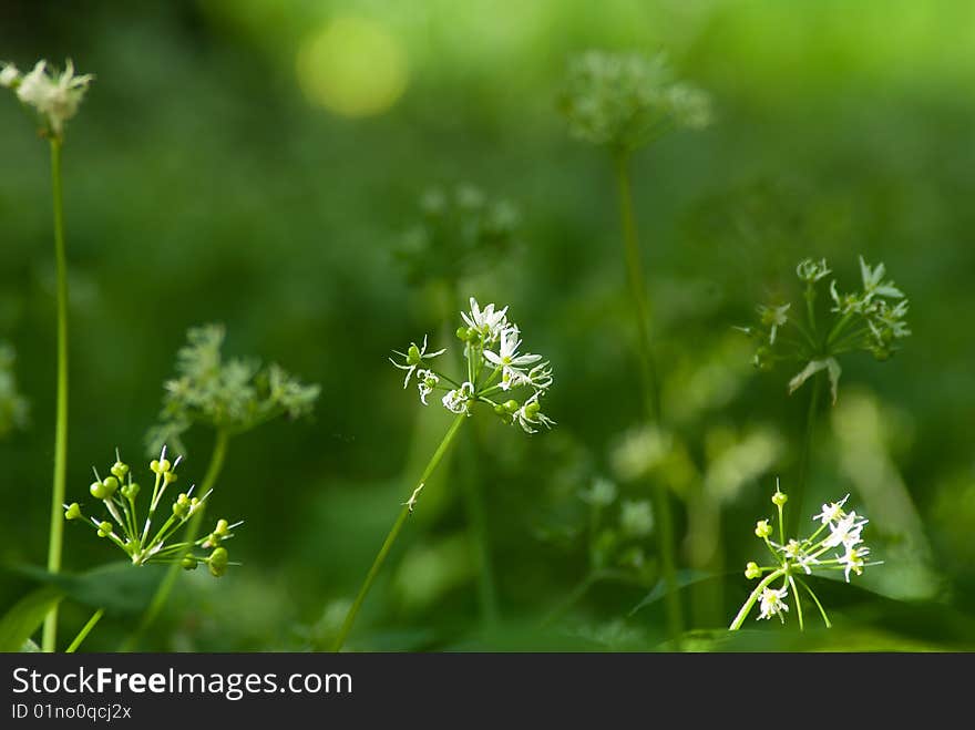 Natural background with wild garlic flowers. Natural background with wild garlic flowers.