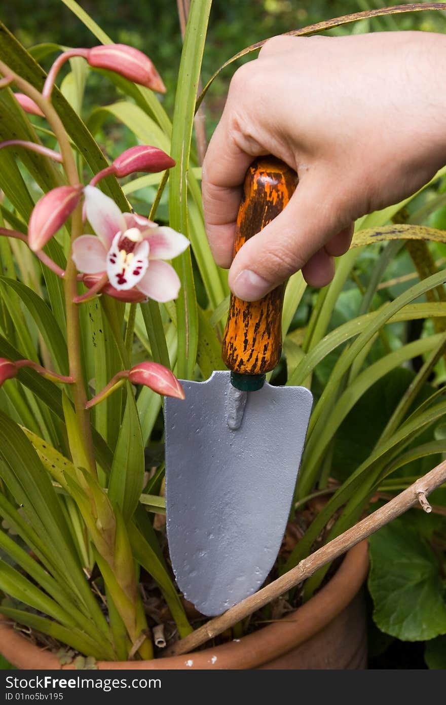 A man doiing his own gardening in his property