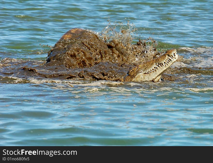 Nile crocodile in South Africa, eating an Impala it had just caught.