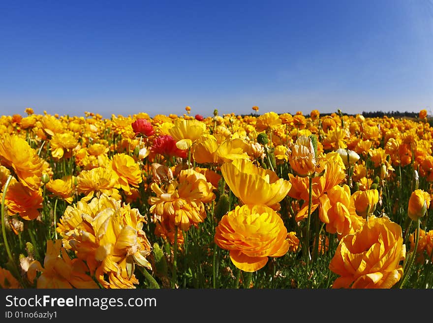 Magnificent field of orange buttercups on a sunset