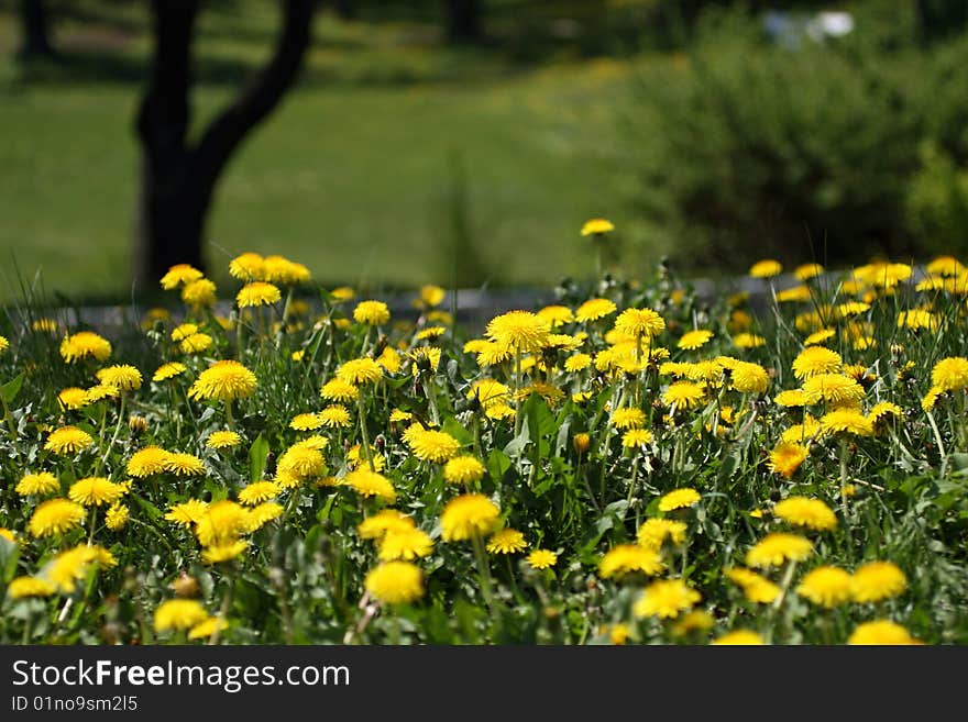 Dandelions flowering in city park