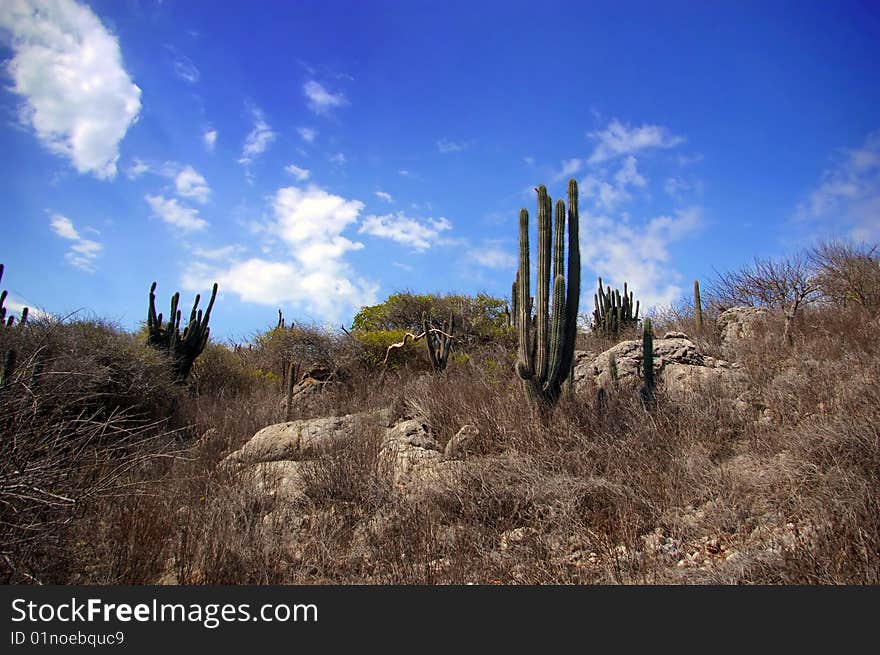 Dry area of shrub and catus. Dry area of shrub and catus