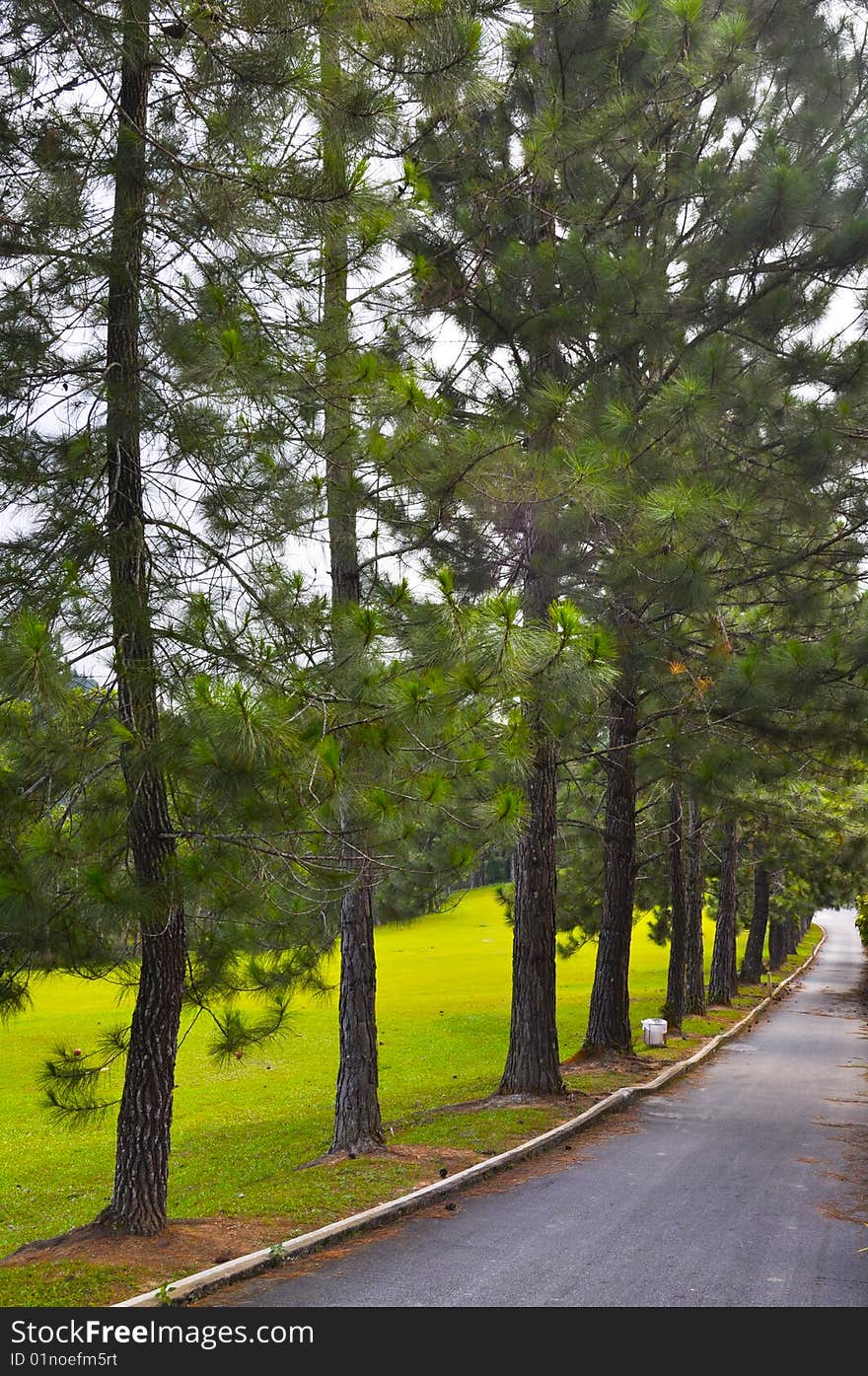 Golf Course's Pathway with Trees