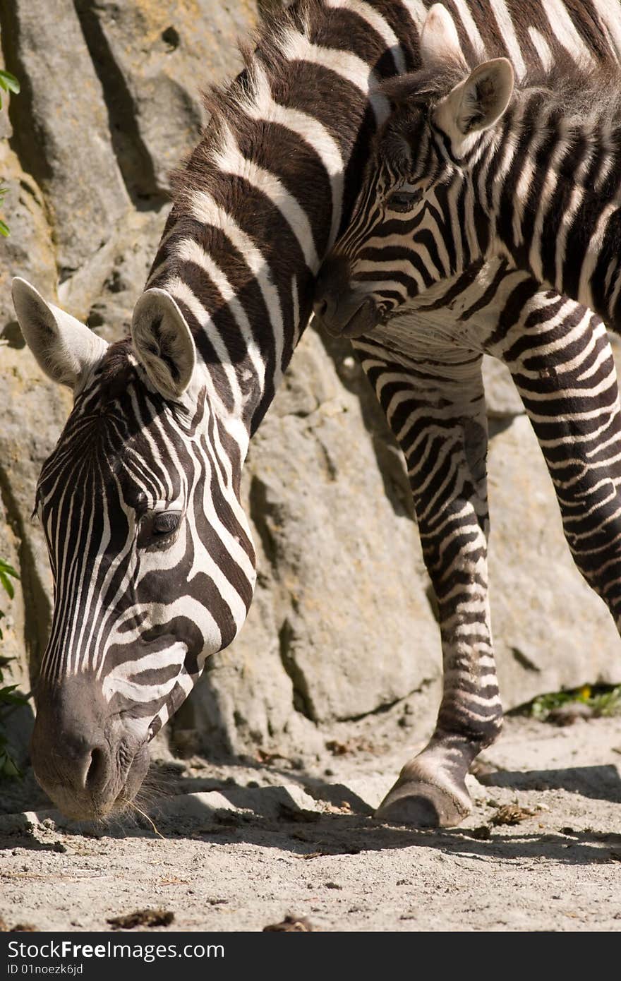 Young zebra with a mother