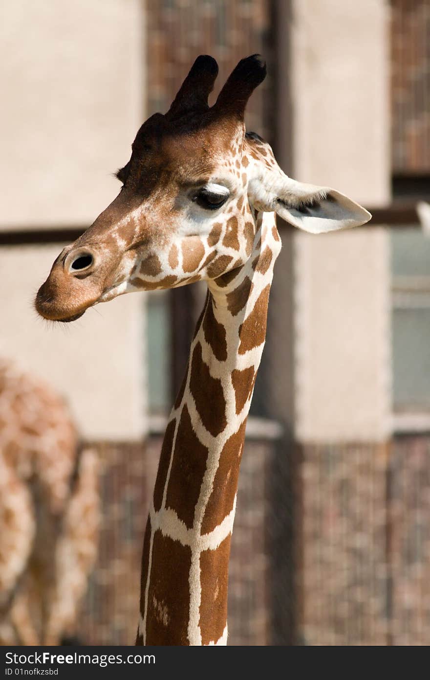 Head of a african giraffe