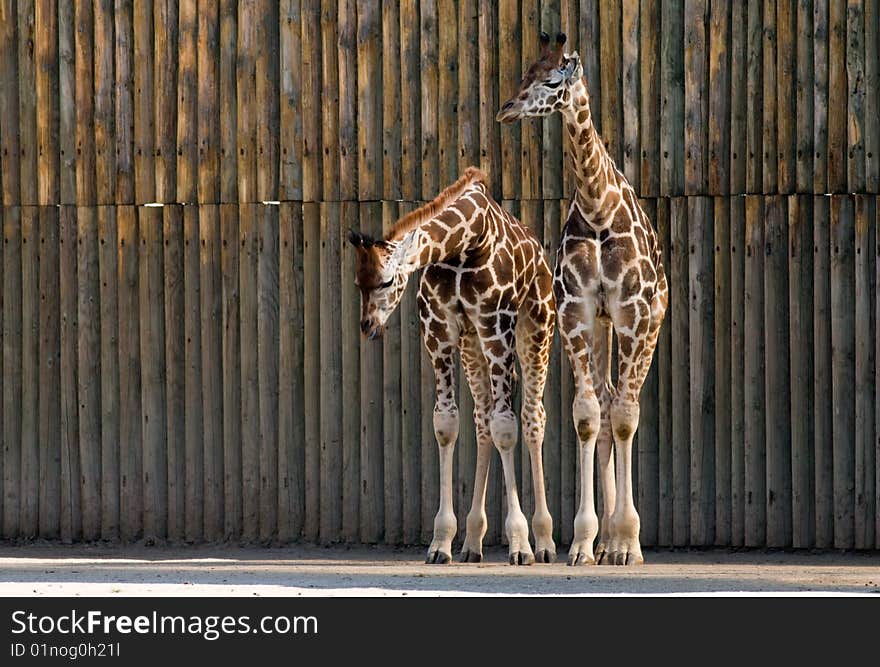 Two standing giraffes with wooden background