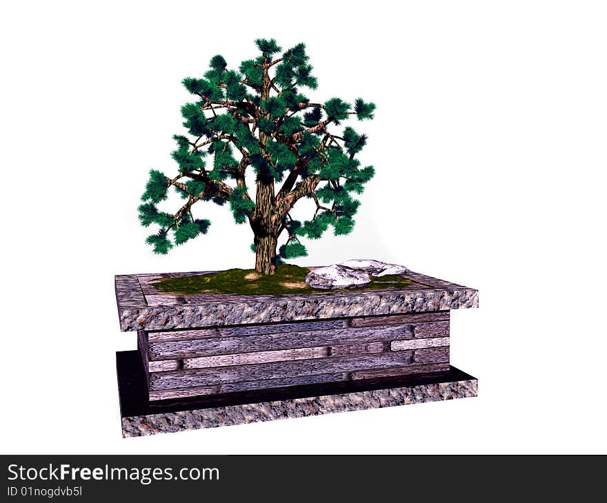 Bonsai Tree