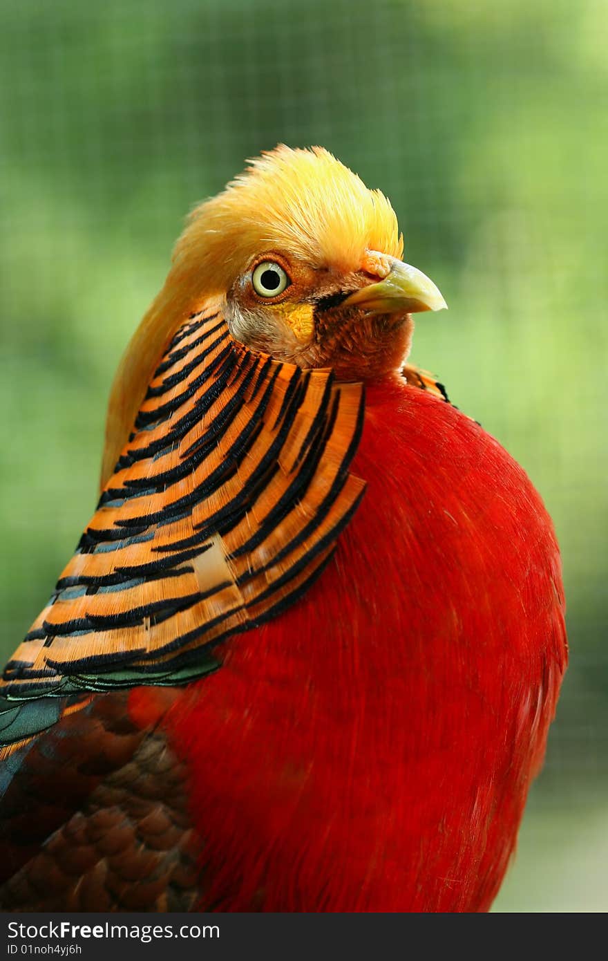 Golden pheasant in a bird cage