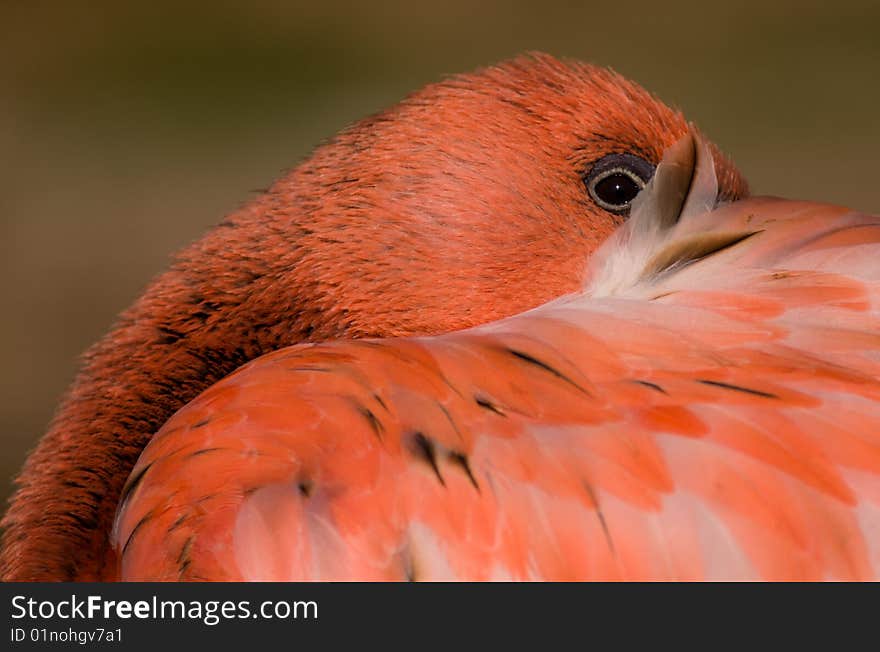 Red flamingo