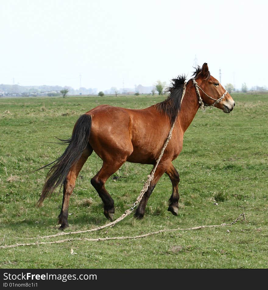 Trotting Horse