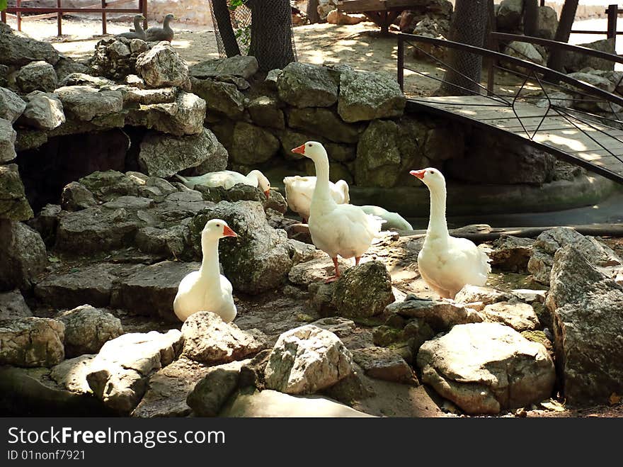 White gooses on stones