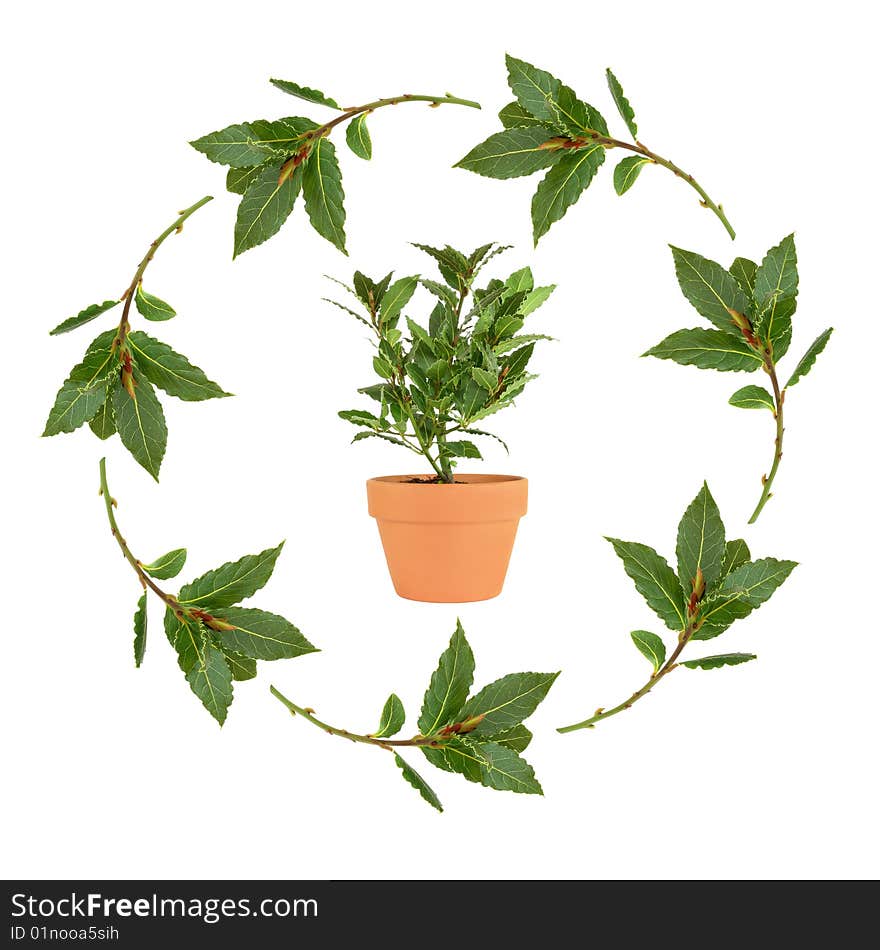 Bay leaf garland forming a circle with a bay herb plant in a terracotta pot inside, over white background.