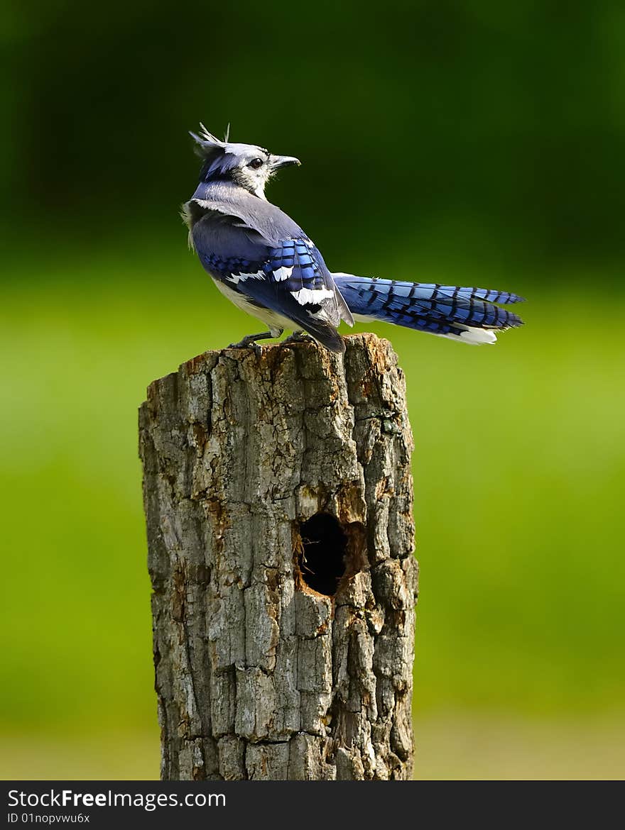 Blue Jay looking into the distance from perch. Blue Jay looking into the distance from perch