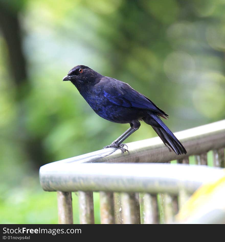 Blue Whistling Thrush