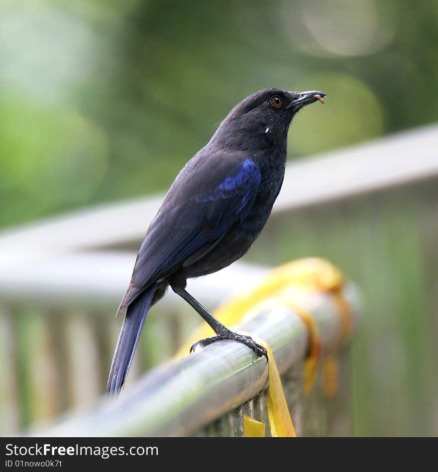 Blue Whistling Thrush