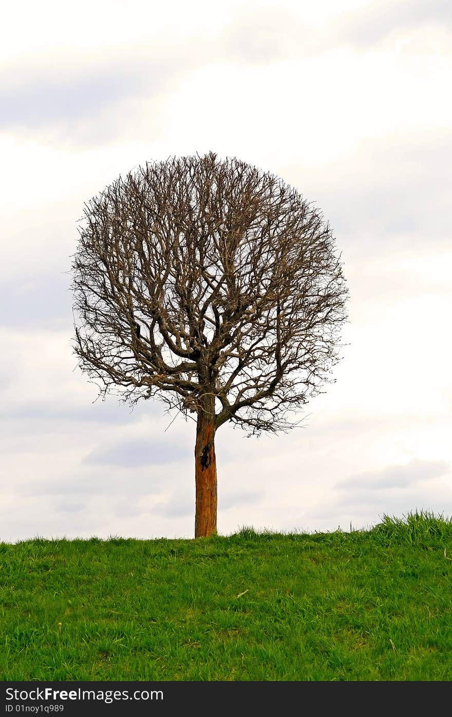 The Bare Tree