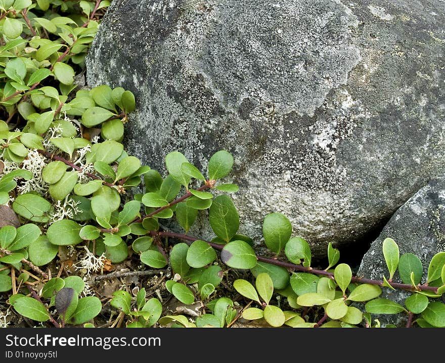 Evergreen Shrubbery Against Granite Boulders