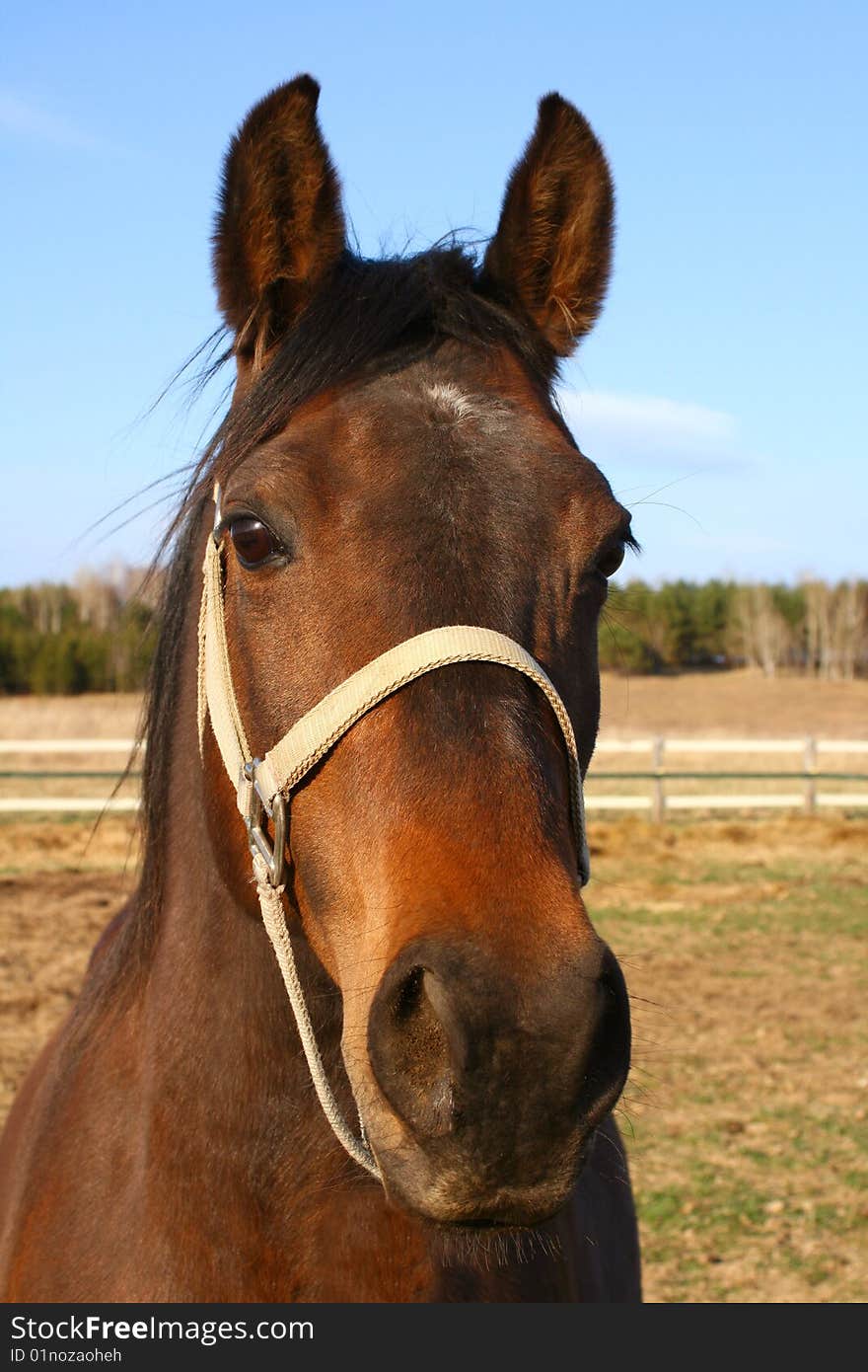 Close up portrait of an arabian/appalosa mare in the pasture on a sunny day. Close up portrait of an arabian/appalosa mare in the pasture on a sunny day