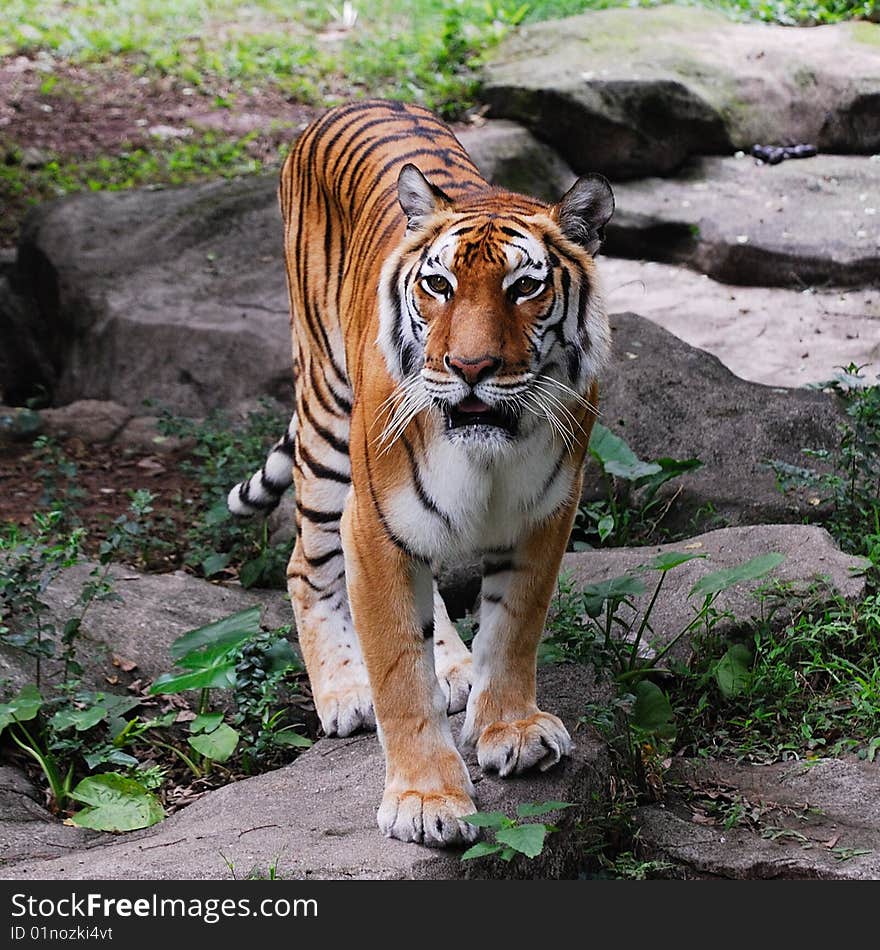 Spring , photo in guangzhou zoo. Spring , photo in guangzhou zoo.