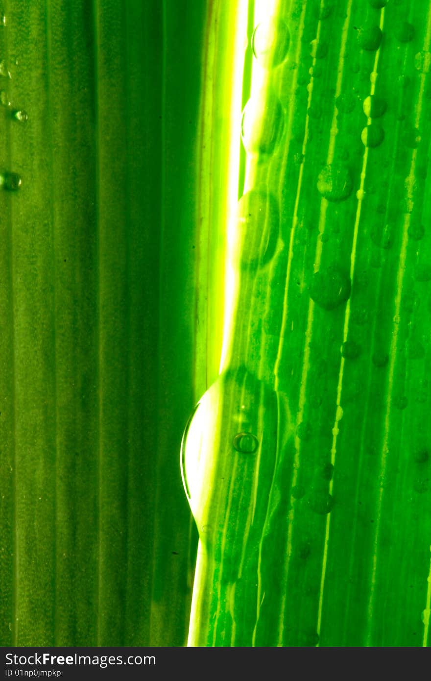 Waterdrops on a bright green plant. Waterdrops on a bright green plant