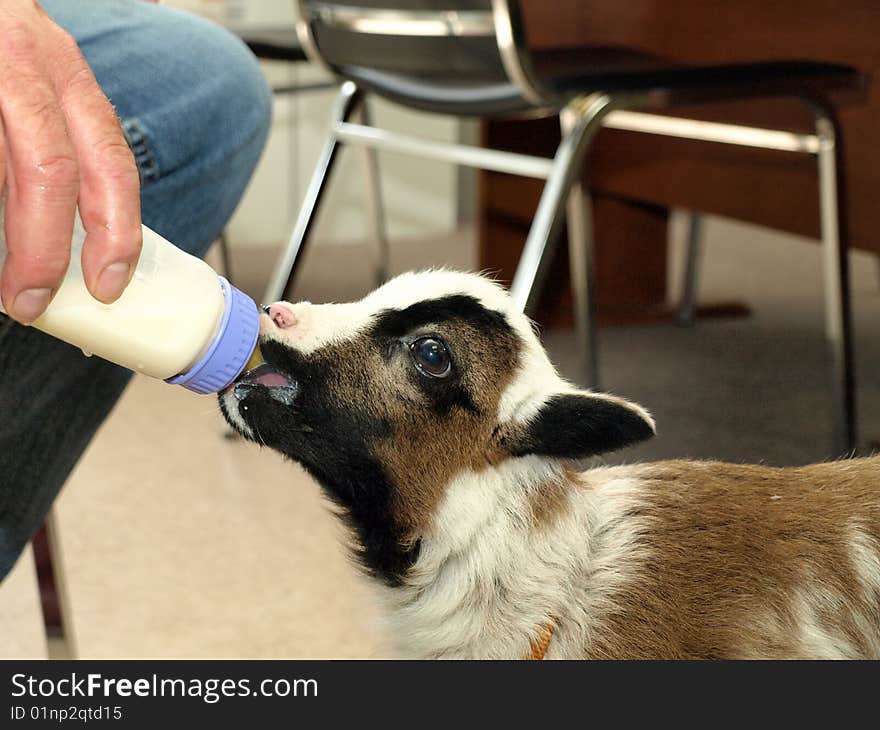 Buddy the lamb.