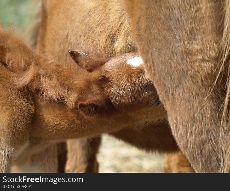 This colt is hungry and is busy feeding from his mother. This colt is hungry and is busy feeding from his mother.