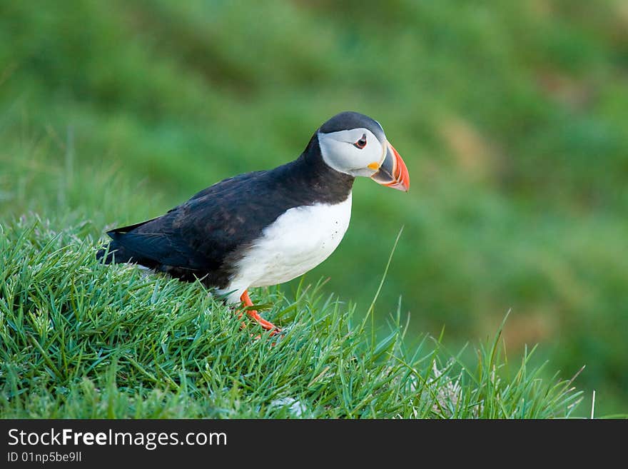 Puffin on green grass in Iceland.