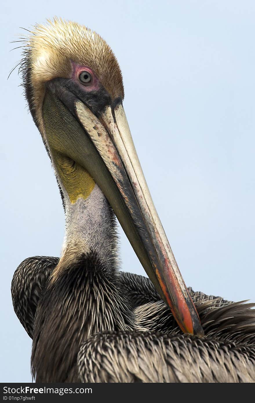 American Pelican Bird