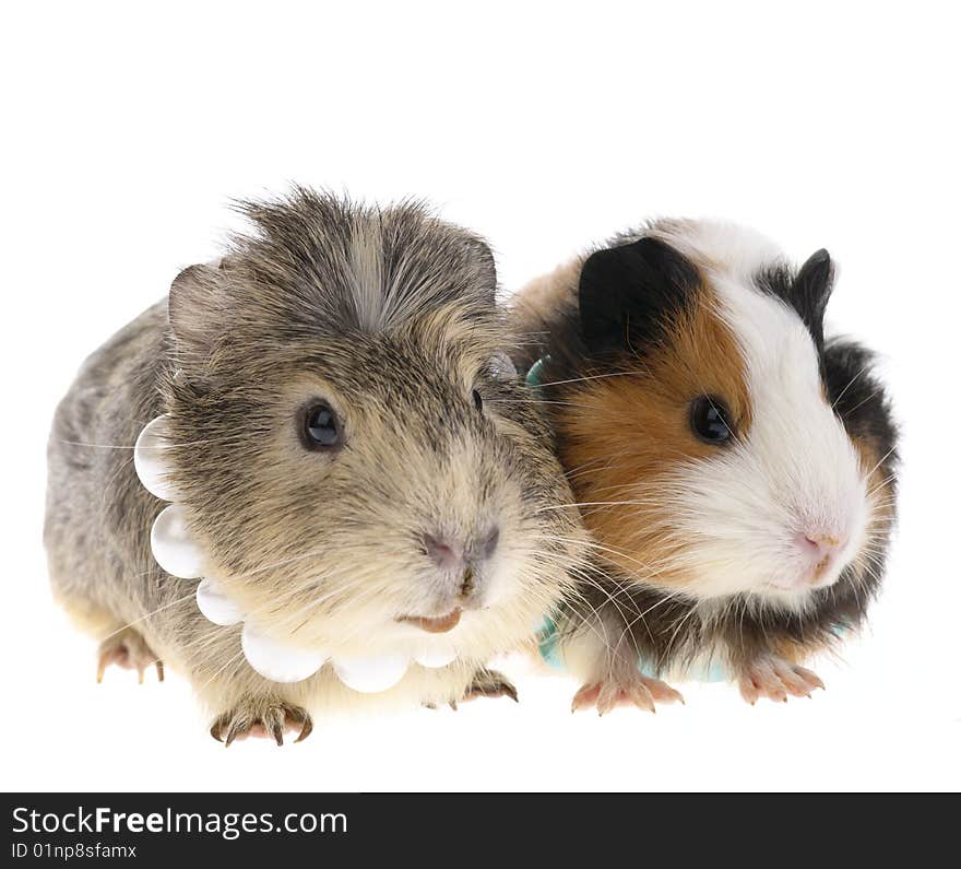 Funny guinea pig