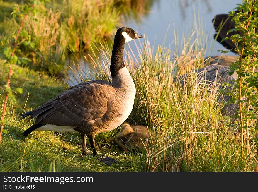 Mother Goose Watches Over Her Two Goslings.