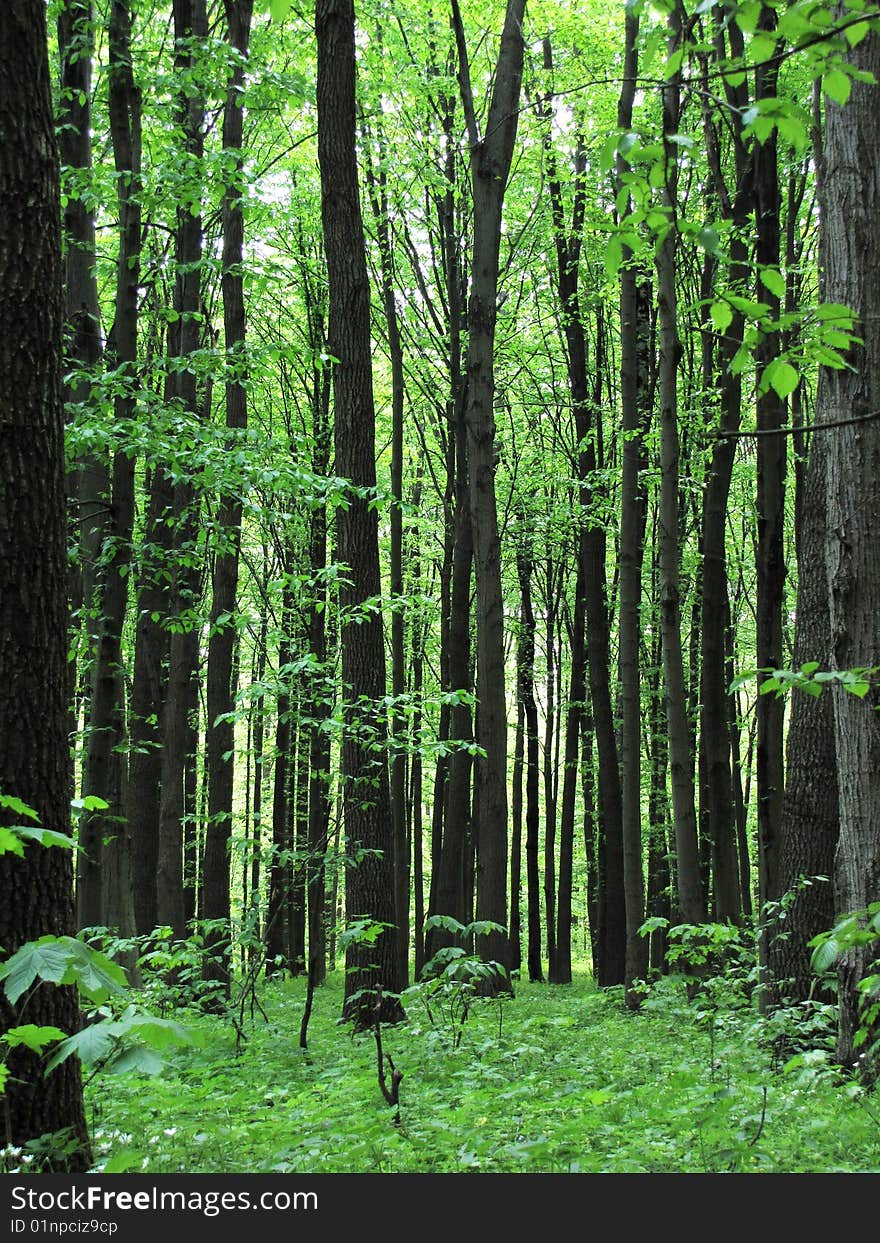 Green forest background in sunny day. Green forest background in sunny day