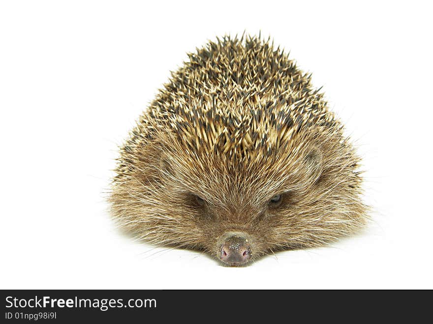 Hedgehog