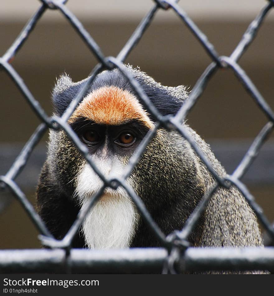 Guangzhou zoo,the baboons in the cage. Guangzhou zoo,the baboons in the cage