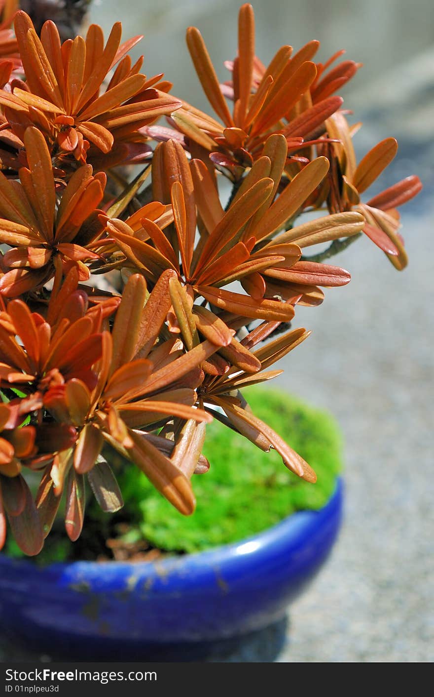 A Close up shot of a bonsai with orange leaves. A Close up shot of a bonsai with orange leaves