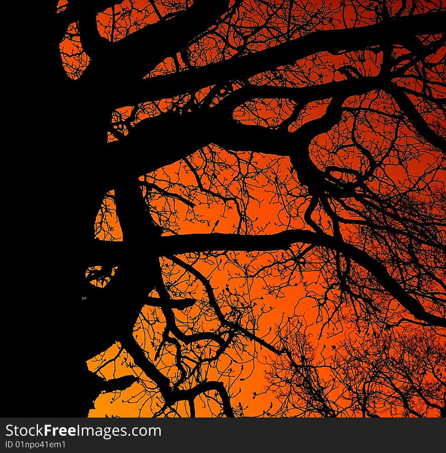 Tree against colorful suset sky