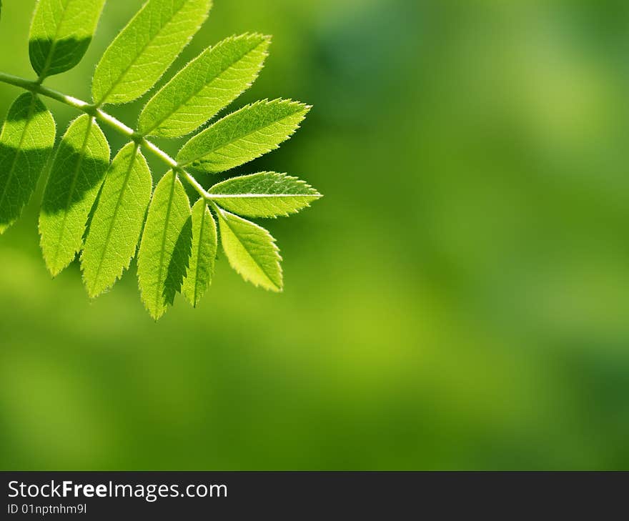 Green leaves, shallow focus effect