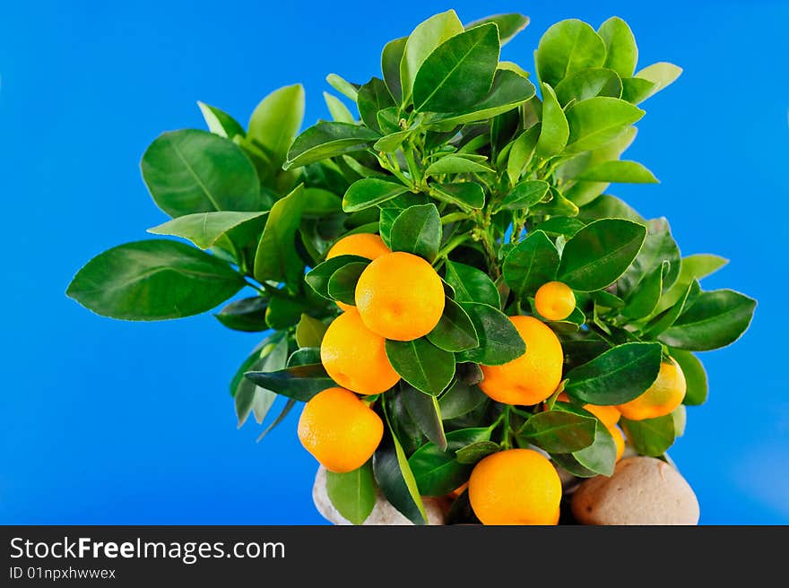 Oranges And Green Leaf