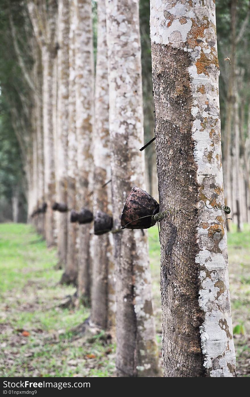 Rubber from the kind of crops. Has been grown widely. Rubber from the kind of crops. Has been grown widely.