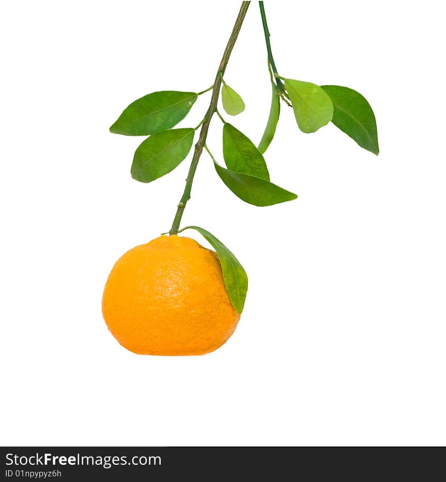 Branch with tangerine