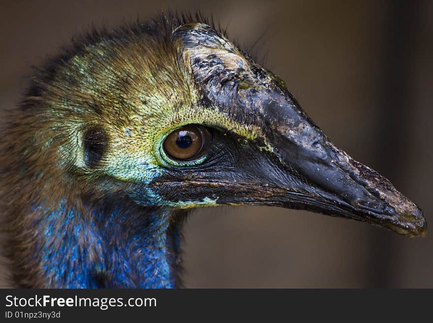 The cassowary is a very large flightless bird native to the tropical forests of New Guinea and nearby islands, and northeastern Australia.