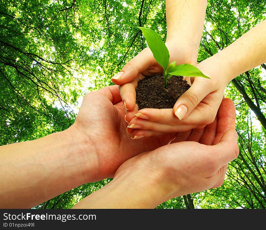 Holding a plant between hands in forest. Holding a plant between hands in forest